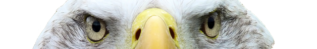 adler-2665993_640EYES.png