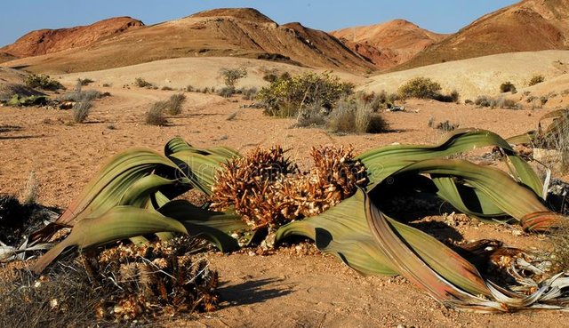 welwitschia-plant-welwitschia-mirabilis-27982792.jpg