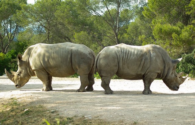 rhinoceros-782278_1280.jpg