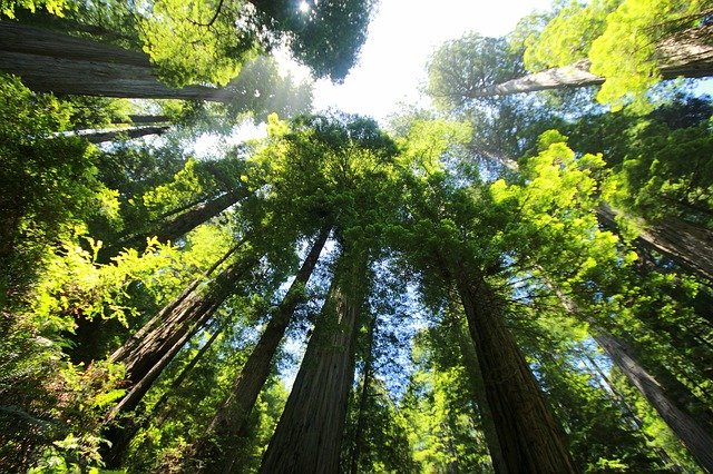 sequoia-274158_640.jpg