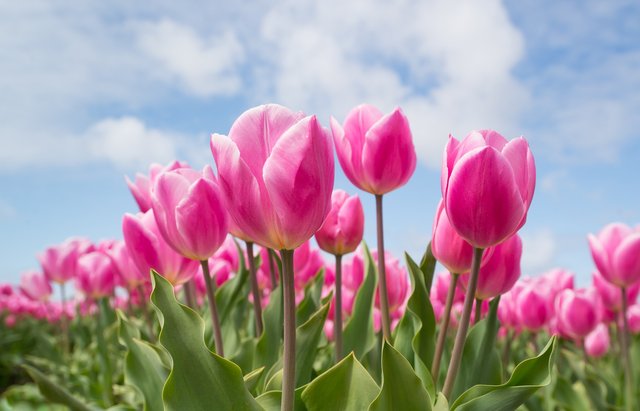 tulips-2254970_1920.jpg