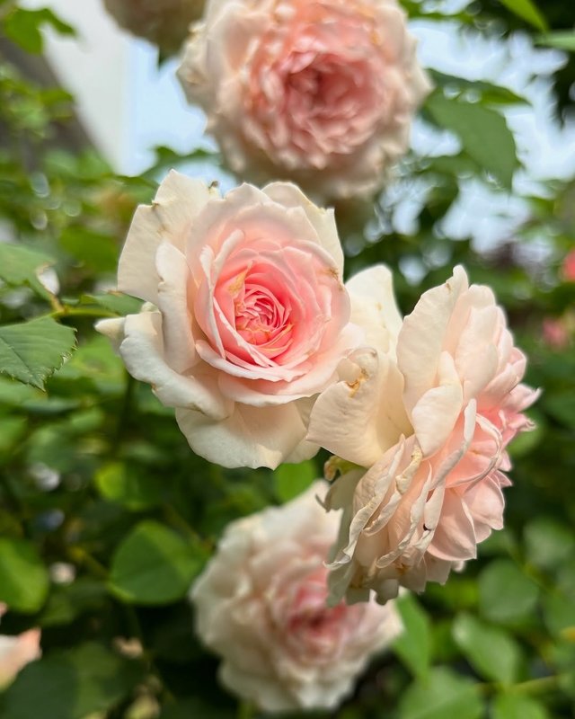 IMG_20250706_090655.jpg