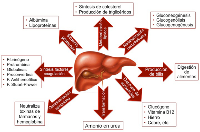 Esquema-de-la-fisiologia-del-higado.png