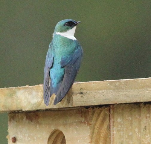 Adult_Hispaniolan_Golden_Swallow_perched_on_artificial_nest-box.jpg