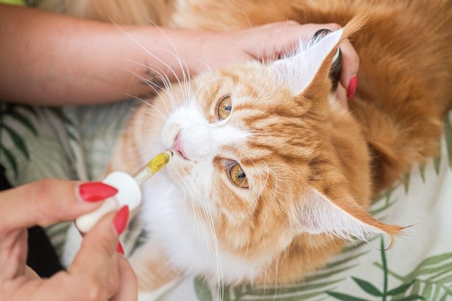 how-to-use-cbd-oils-for-cats-safe.JPG