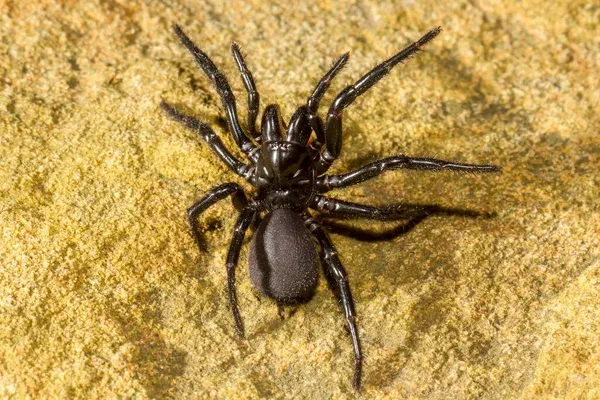 depositphotos_473201798-stock-photo-close-sydney-funnel-web-spider.jpg