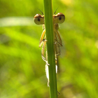 600px-XN_Platycnemis_pennipes_10-.jpg