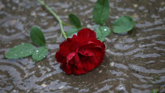red-rose-in-rain-4292030_960_720.jpg