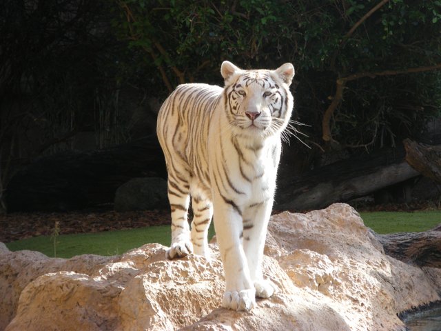 Tygrys biały (5).JPG