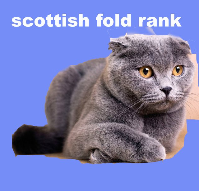 scottish fold rank.jpg