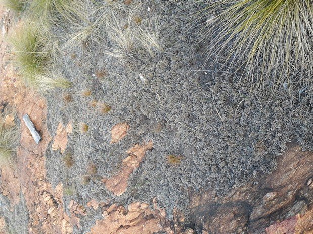 moss.jpg