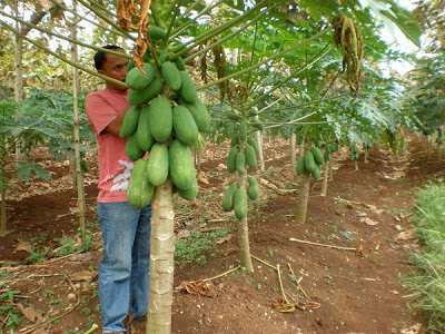 Buah lebat.jpg