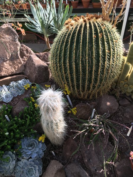 Smith Greenhouses - cactus room3 hairy1 crop January 2020.jpg