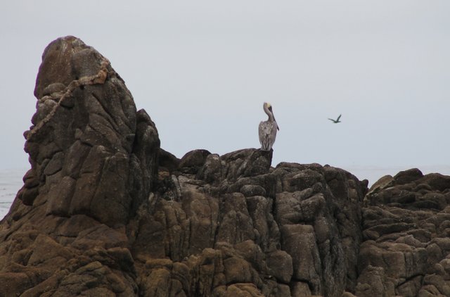 pelican_rock.JPG