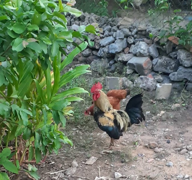 gallo y gallina.jpg