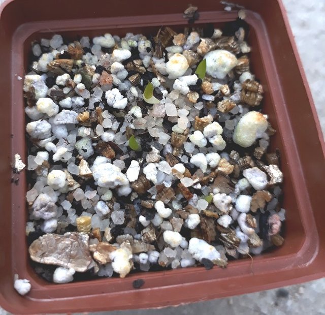 haworthia seedlings.jpg