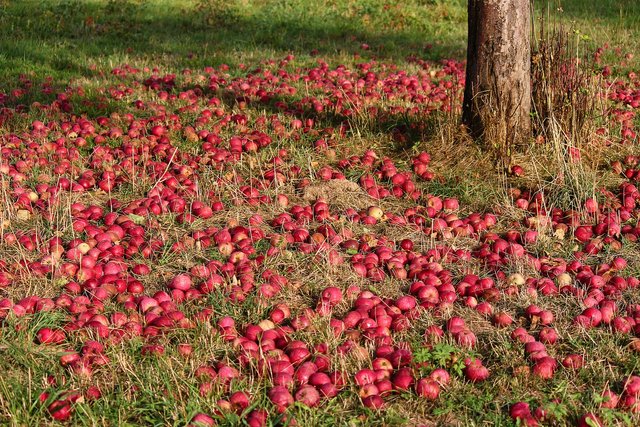 apples-3684775_1920.jpg
