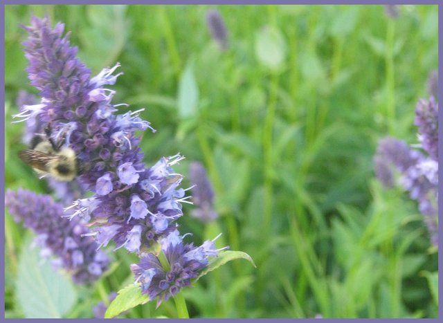 close up of bee on hyssop framed.JPG