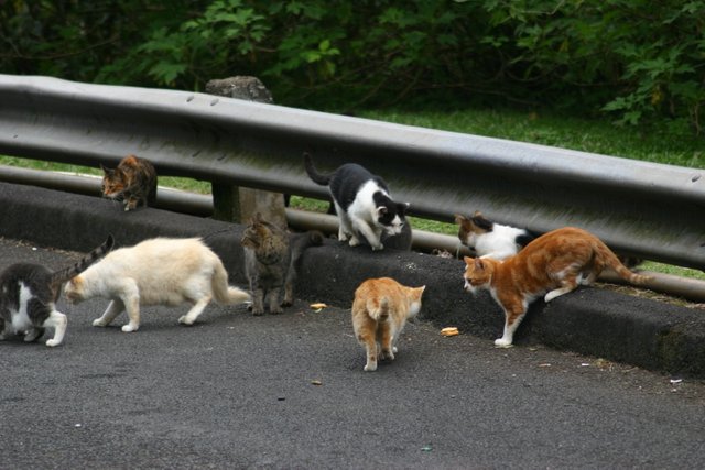 A_pride_of_Feral_cats.jpg