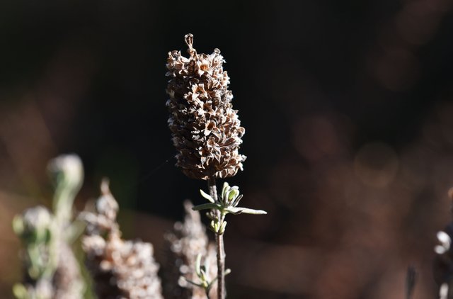 lavender drystuff 3.jpg