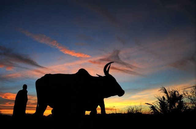 cow sunset2.jpg