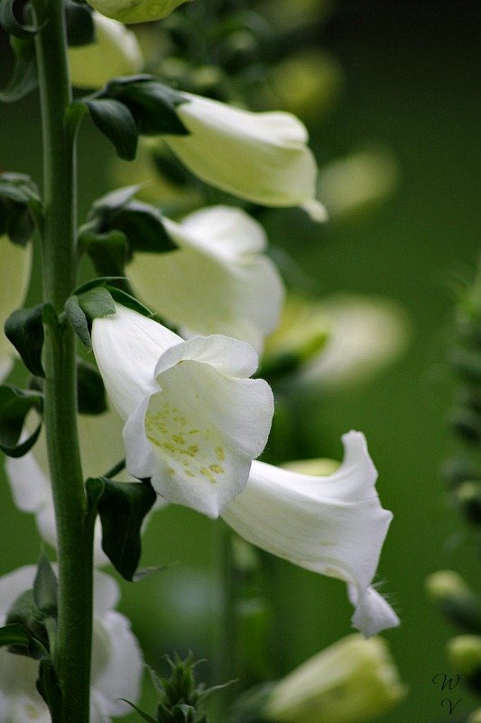 foxglove nature-photography-flower-7.jpg