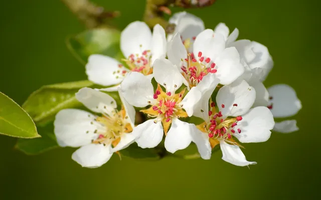 pear-blossom-9556375_1280.webp.jpg