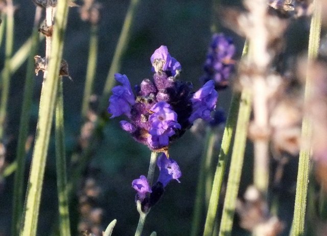 0362-Lavender.jpg