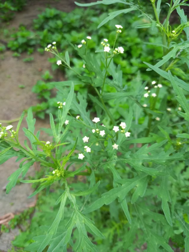20250602_073335.jpg