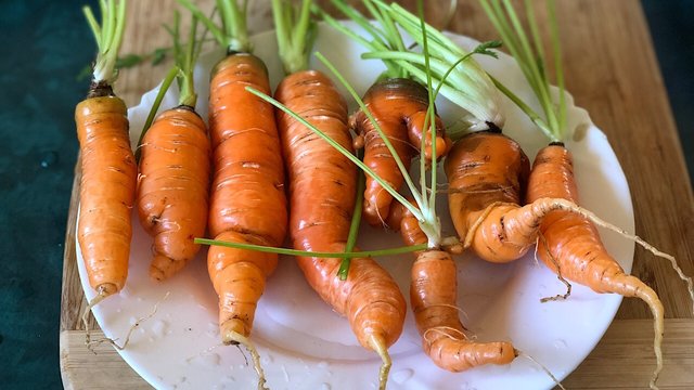 Tasty homegrown carrots