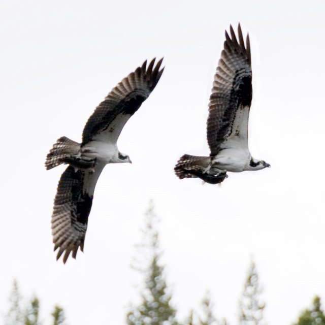 ospreys and trout in flight over british columbia.jpg