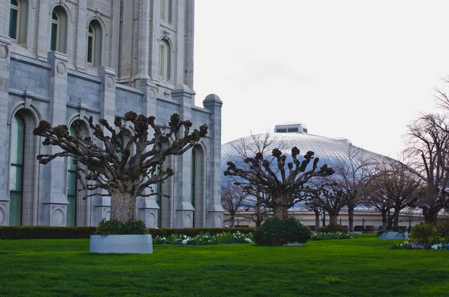 The odd trees in the temple grounds.JPG