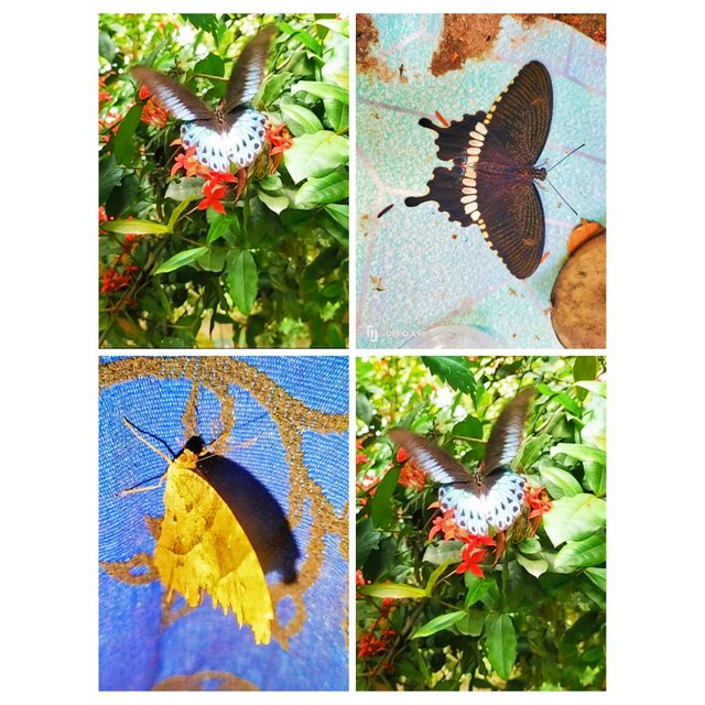 PhotoCollage_1749905030637.jpg