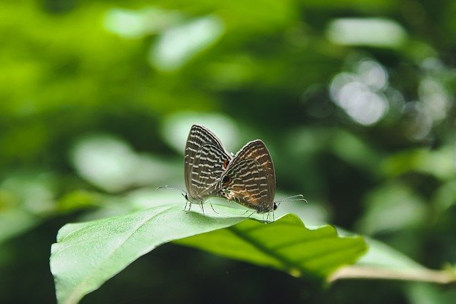 butterfly-3779818_640.jpg