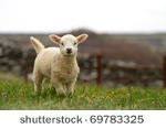 stock-photo-irish-baby-sheep-69783325.jpg