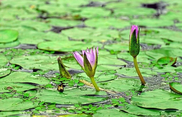 water-lily-1308103_640.jpg