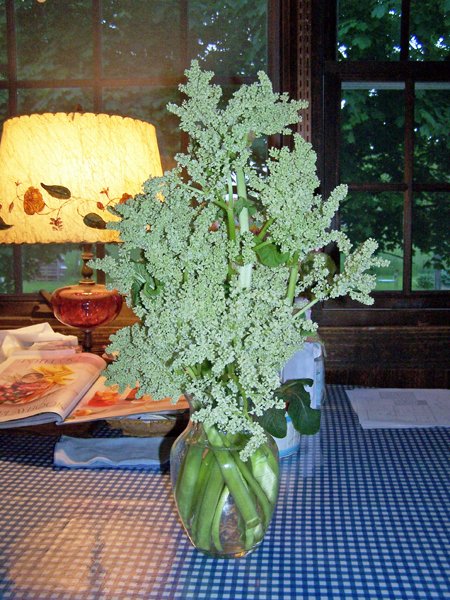 Rhubarb flowers crop May 2019.jpg