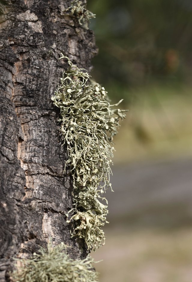 lichen cork tree 6.jpg