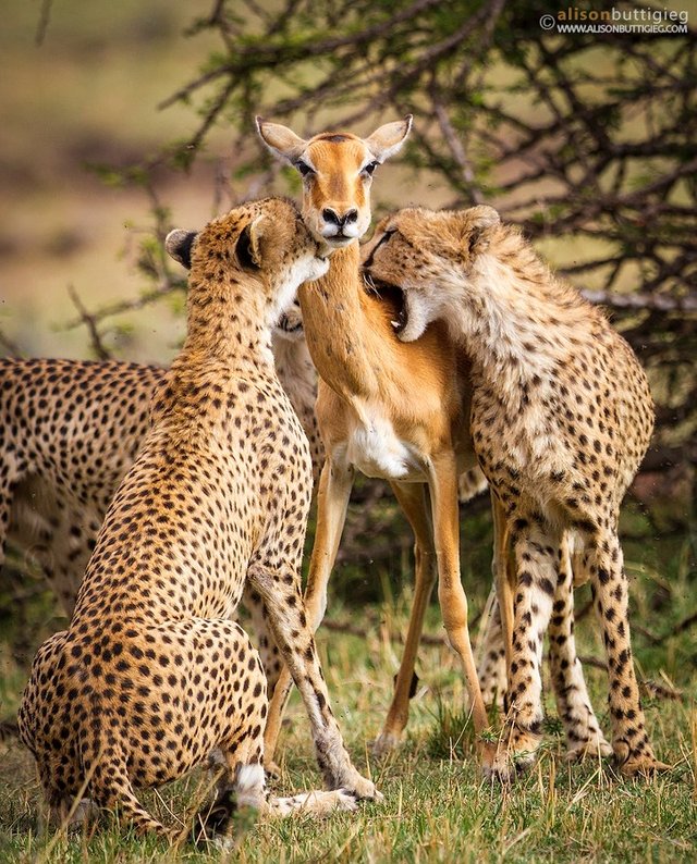 Mother-Deer-Sacrifices-Herself-to-Cheetahs-to-Save-Her-Child9.jpg