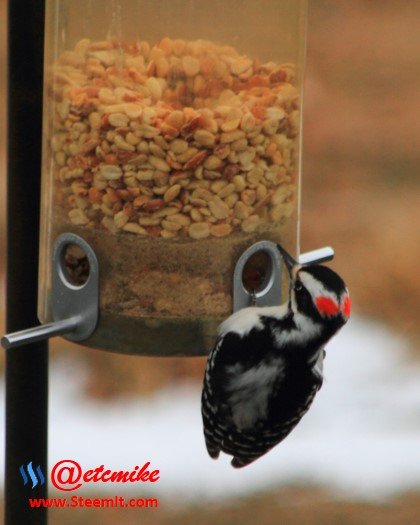 Hairy Woodpecker HairyWP_0001.JPG