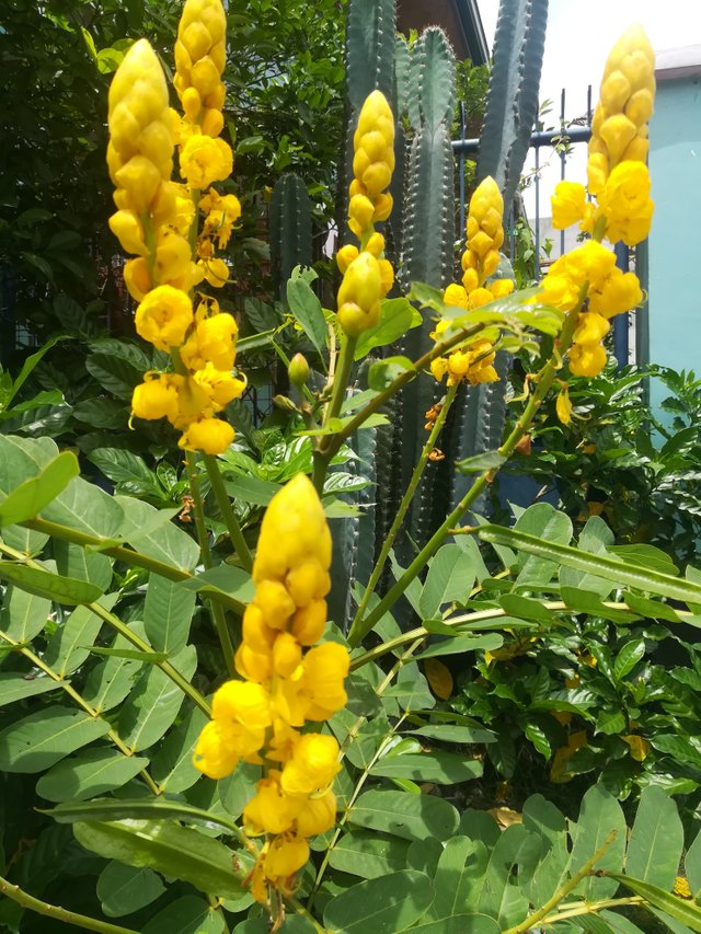 IMG_20190801_130722.jpg