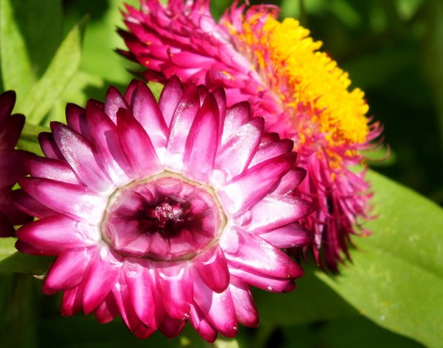 RD-X019-PurpleStrawflower.JPG