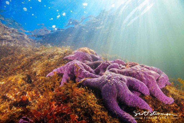 Purple Seastar-1.jpg