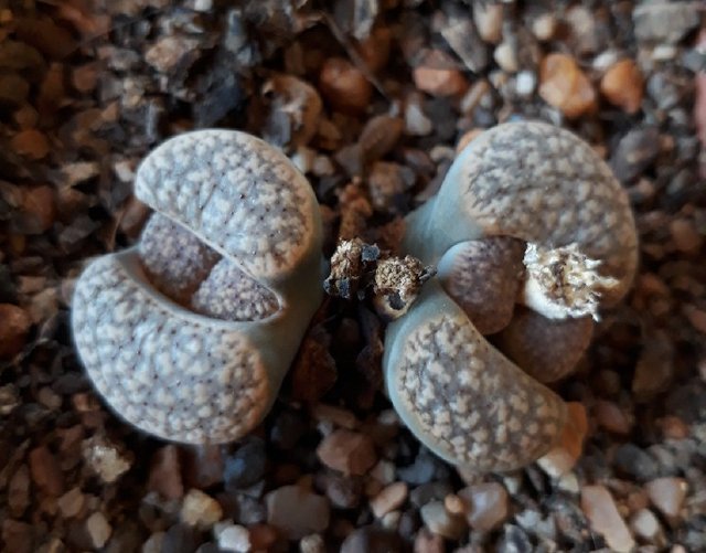 Lithops3.jpg