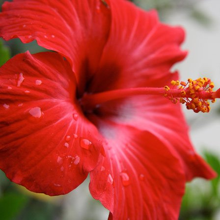 red flower-1.jpg