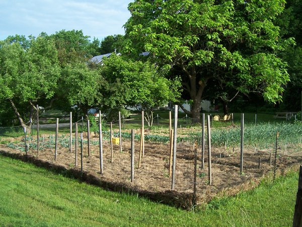 Big garden - all planted3 crop June 2018.jpg