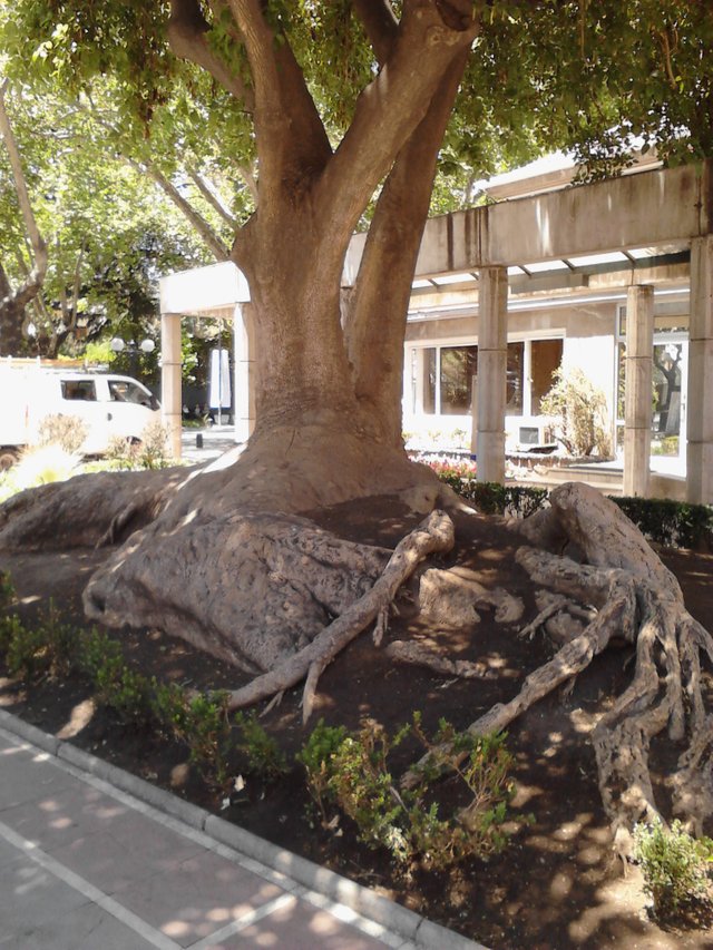 Big Tree with big roots Providencia.jpg