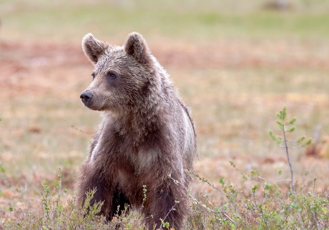 bear-6771842_1280.jpg