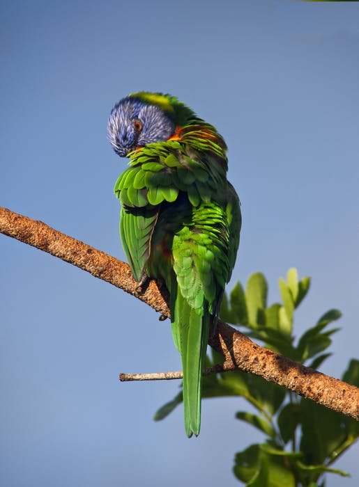 rainbow-lorikeet-parrot-preening-colourful-53009.jpeg