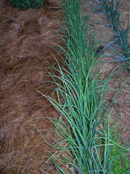 Big garden - shallots crop June 2019.jpg